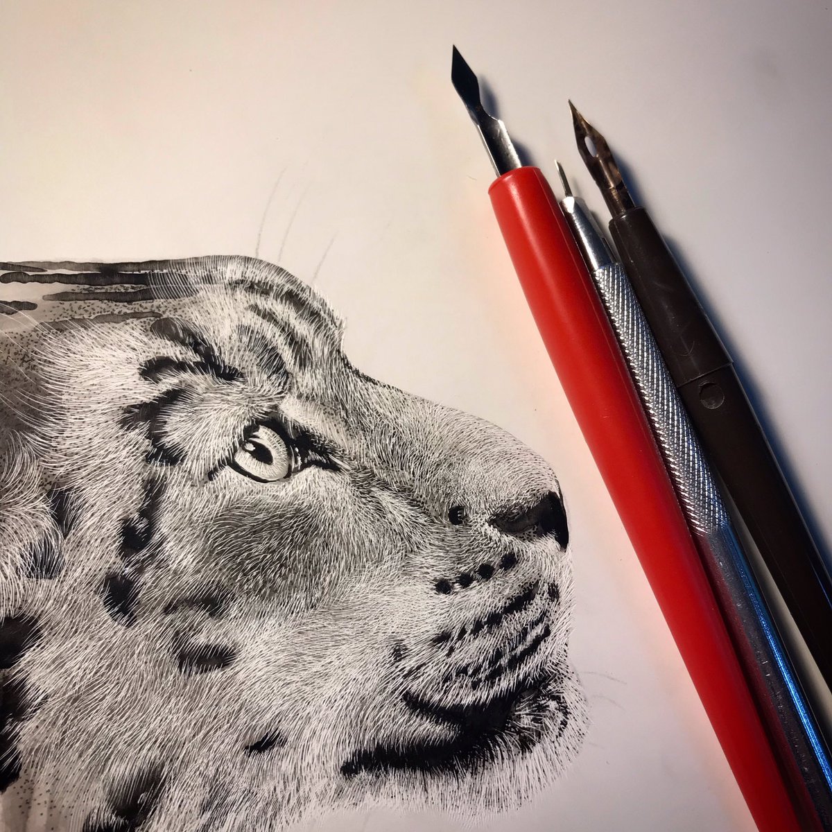 Progress. #scratchboard #sciart #scienceillustration #scientificillustration #scientificillustrator #snowleopard