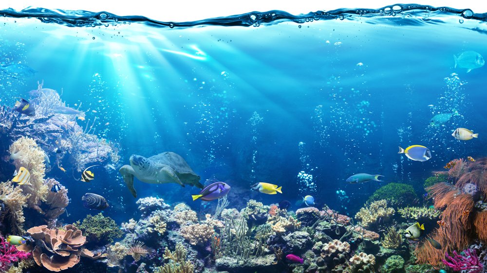 ClimateReality's tweet photo. If we do not reduce greenhouse gas emissions, we may lose 17 percent of all marine #animal life by 2100.
https://t.co/r7JBFPEEwV https://t.co/ouo6pqLQqa
