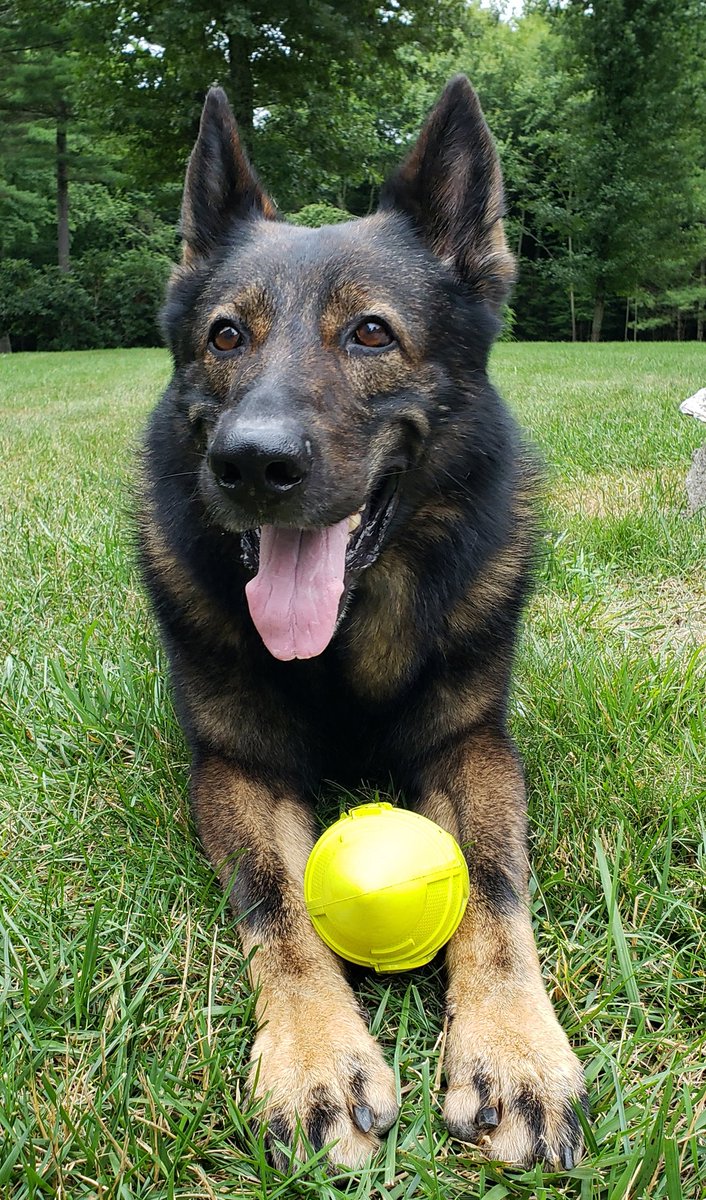 UPDATE!!! K9 Viking is still at Tuft's Veterinary center but his condition continues to improve daily.   It is hoped that he may be able to come home next Friday or Saturday as long as there are no setbacks in his progress.  Thank you for all the continued support and prayers.