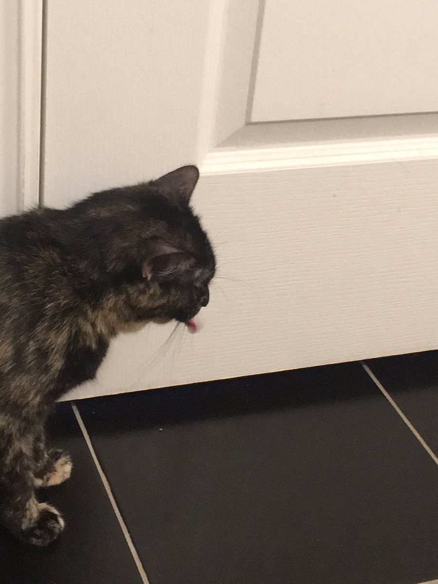 in_kittens's tweet photo. Mocha.....really? https://t.co/JL2AMH6Qta