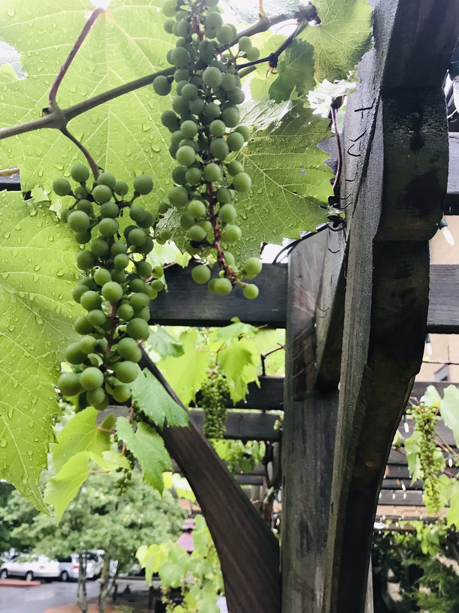 chefvince85's tweet photo. Wine tasting over the weekend https://t.co/tzU6qE2JyE