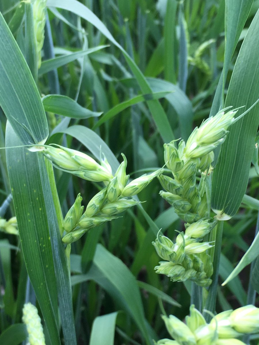 Does anybody know what is going on with this srw just heading?
