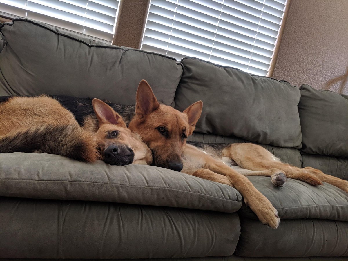 PetProjectNV's tweet photo. Boyd and Hachi adjusted to their new home at no time at all! Formerly of Vegas Passion for Paws, these two met their new mom and it was love at first sight. We only wonder if they’ll share the couch with her? 😊 #ThanksToMaddie https://t.co/WKScF2WQqk