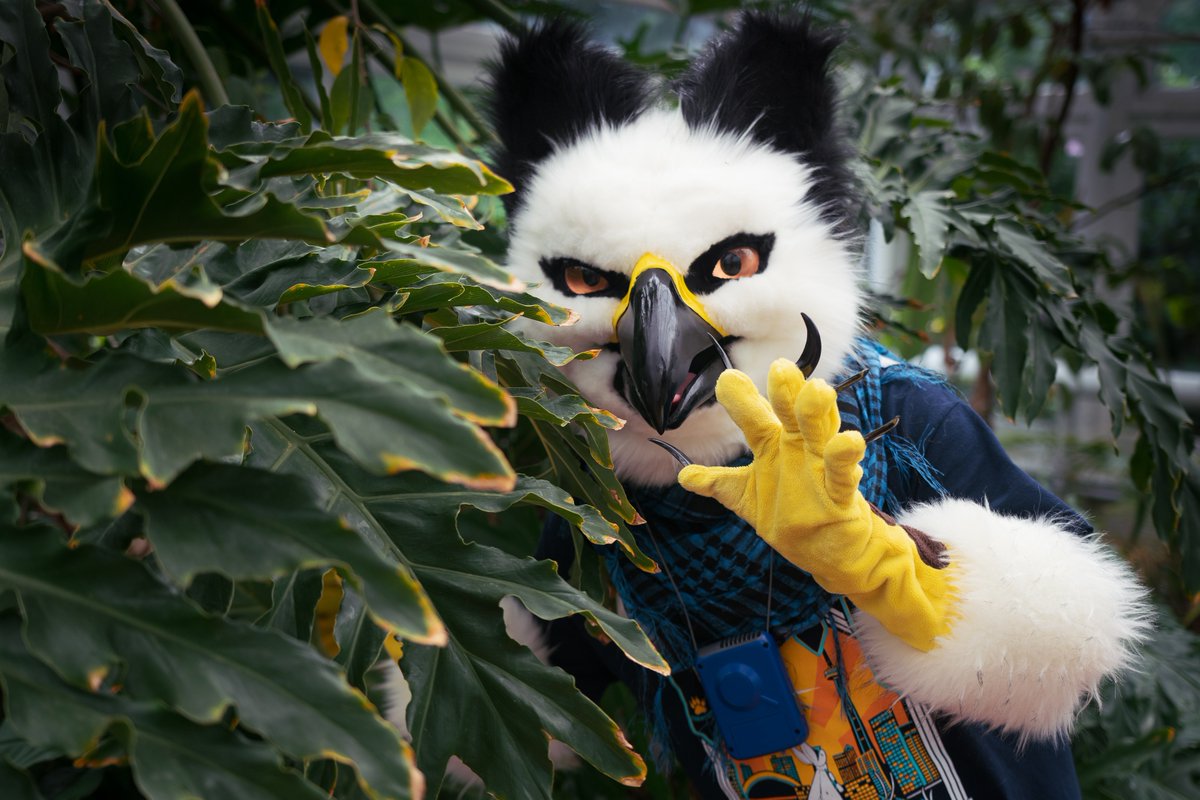 Callobirb's tweet photo. The bird nerd goes hunting for it's natural prey...book worms! 
Went into a hot greenhouse for this photo, worth it tho! 
📸: @AuburnFx 
Happy #FursuitFriday y'all! https://t.co/hj2Y7O90Os