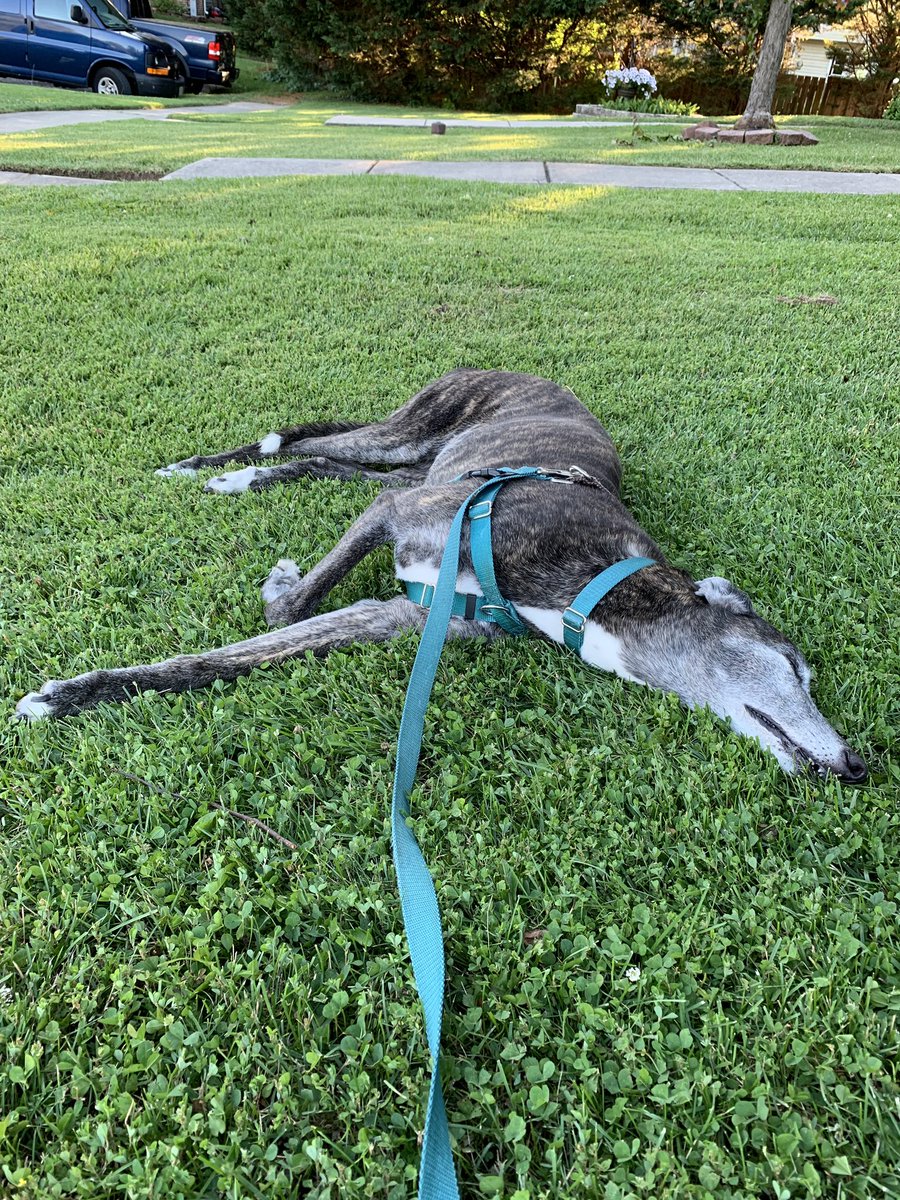 wineNweather's tweet photo. Current state: Ava made it as far as the front yard, then decided she needed a nap.
We’ve been here for almost an hour.
Please send cookies ...
#houndsoftwitter
#bedfail #housefail https://t.co/jbYF7kG2Mo