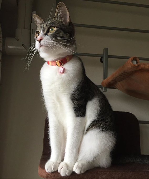 鼻シミが止まらないのtwitterイラスト検索結果