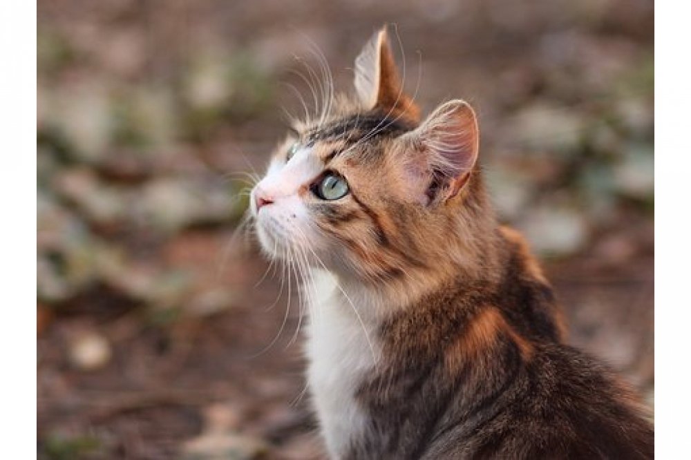 petsandstyles's tweet image. Check this out!

Love Pets? Visit us at: petsandstyles.com

#petsbro #petsofnyc #petsmartcart