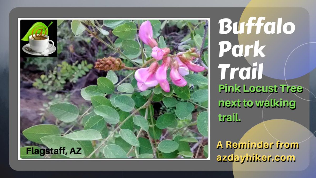 nazstuff's tweet image. Spring/Summer in Buffalo Park is a special time. Walking the public trails at this time of year you’ll observe many native plants and colorful wildflowers. You may love snow but you can’t miss this display! More at azdayhiker.com See impasto.picfair.com