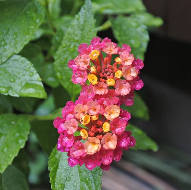 Satotamatamadb ランタナ 秋にばっさり切って冬越ししたランタナの花が咲いてきました 枯れ木の様な姿に復活するのかなと不安でしたがあったかくなると葉っぱがどんどん出てきました そしてようやく可愛いお花 また秋まで楽しめそう