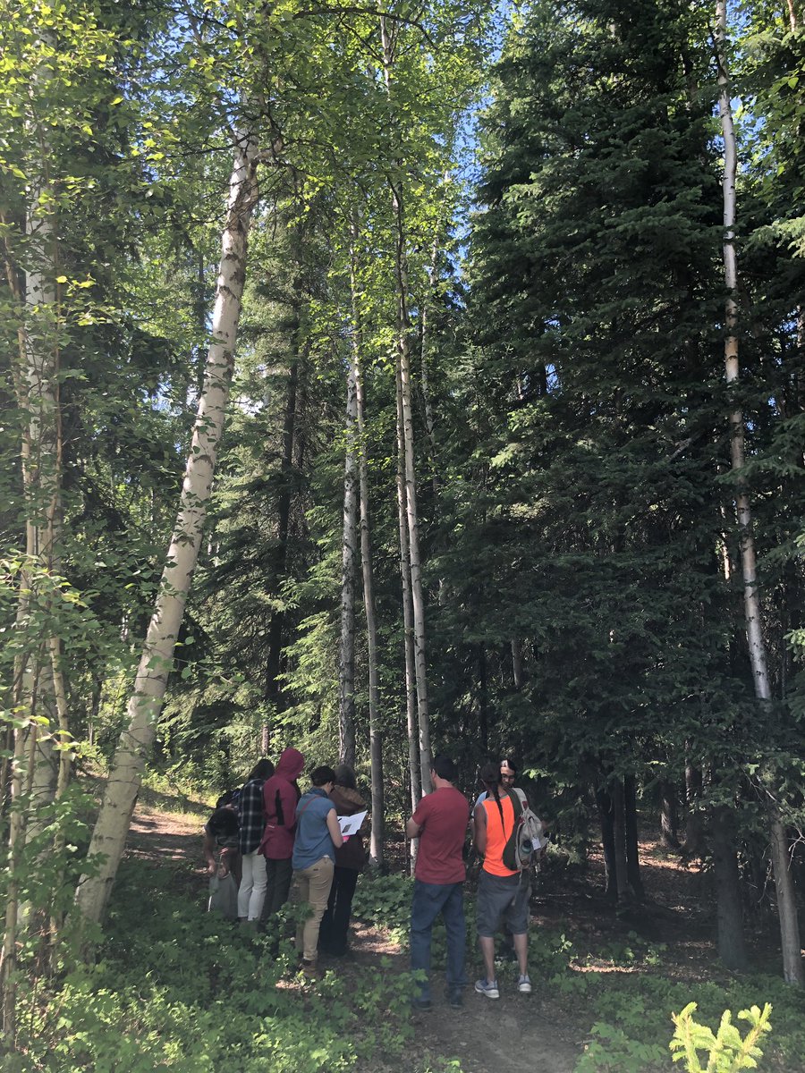 pedervnelson's tweet image. Learning to measure #trees @IARC_Alaska @uafairbanks using @GLOBEProgram science and the #GLOBEObserver tree height tool. Join in the fun! #CitizenScience #MapForTheFuture #GOonaTrail #TreesAroundTheGLOBE #Landsat #icesat2 #alaskaview
@IARC_Alaska