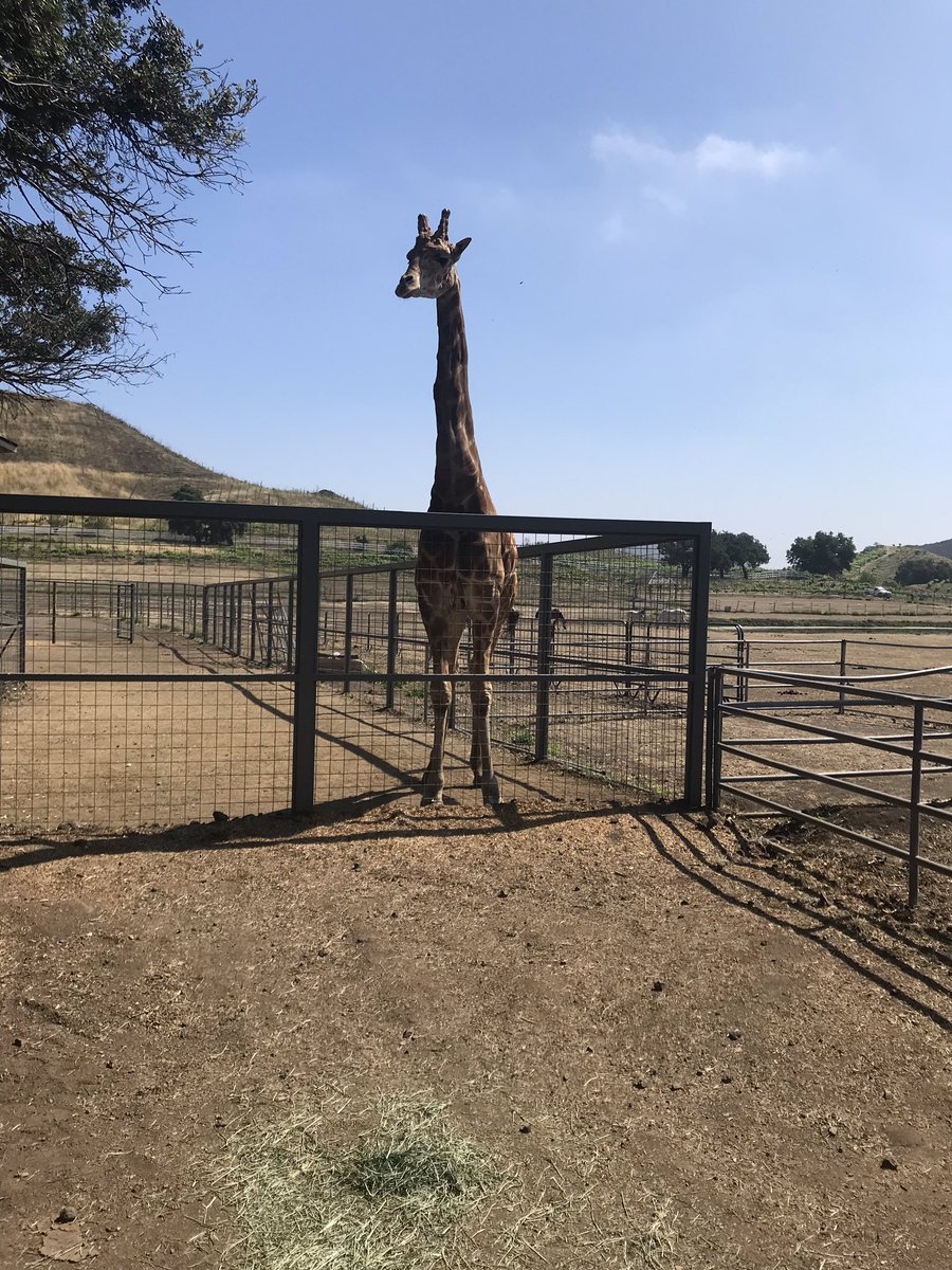 Todd Pitman tweet media