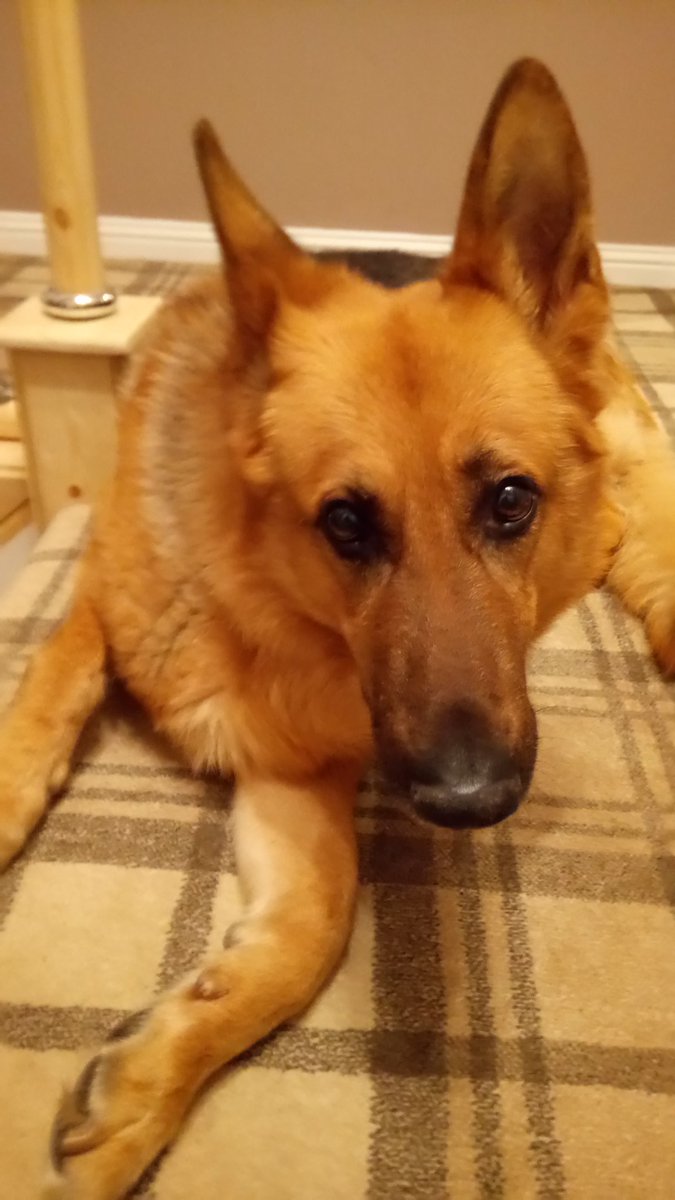 My folks have been out since like half six. It's nearly 3 am and my dog looks super upset that they aren't home.