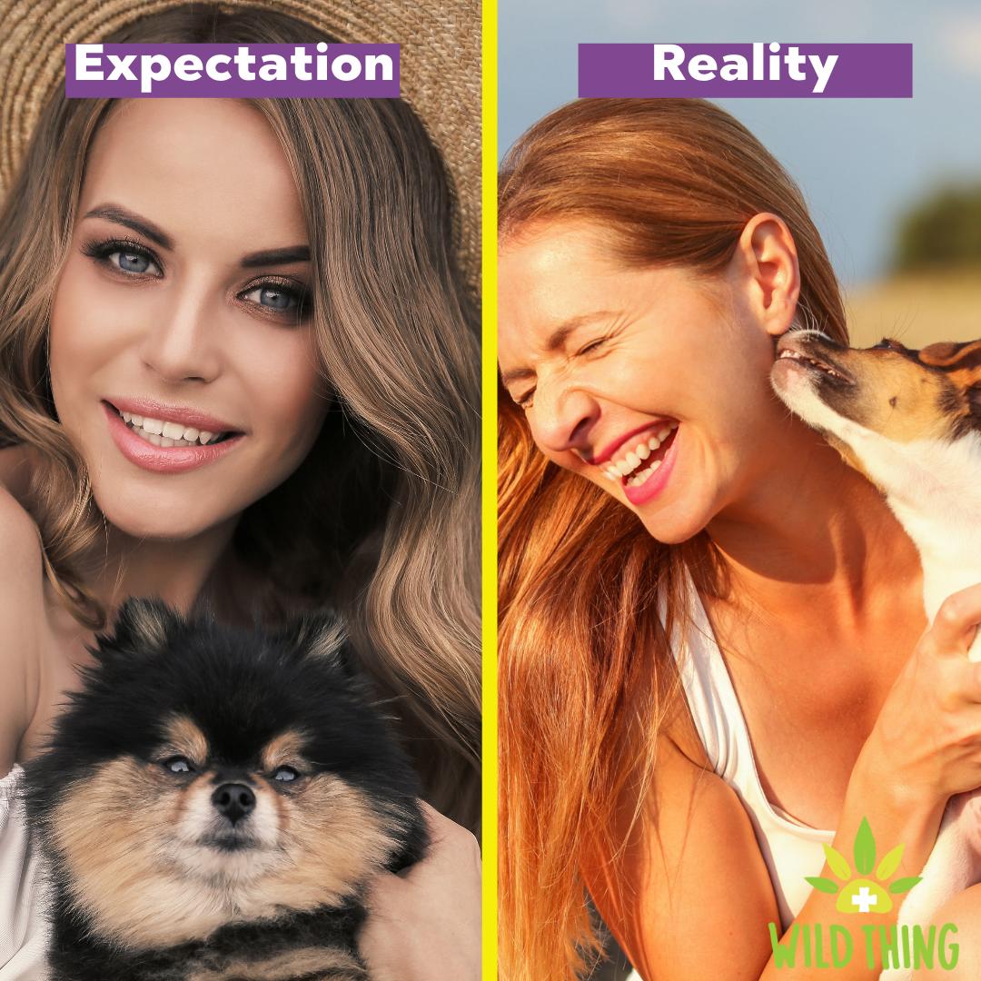 Verlota_Health's tweet photo. Dog Photos - Expectation vs. Reality📸🐶🐾
Never works out the way you want it to!🙄😒
https://t.co/k9i7ZLKdkg

#cbd #cbdoil #cbdforpets #cbdfordogs #dogsofinstagram #doglife #dogstagram #weekend #cbdheals #naturalrememdies #fightarthritis #WildThingPets #pomeranian #jackrussell https://t.co/kwPjjPBqiN