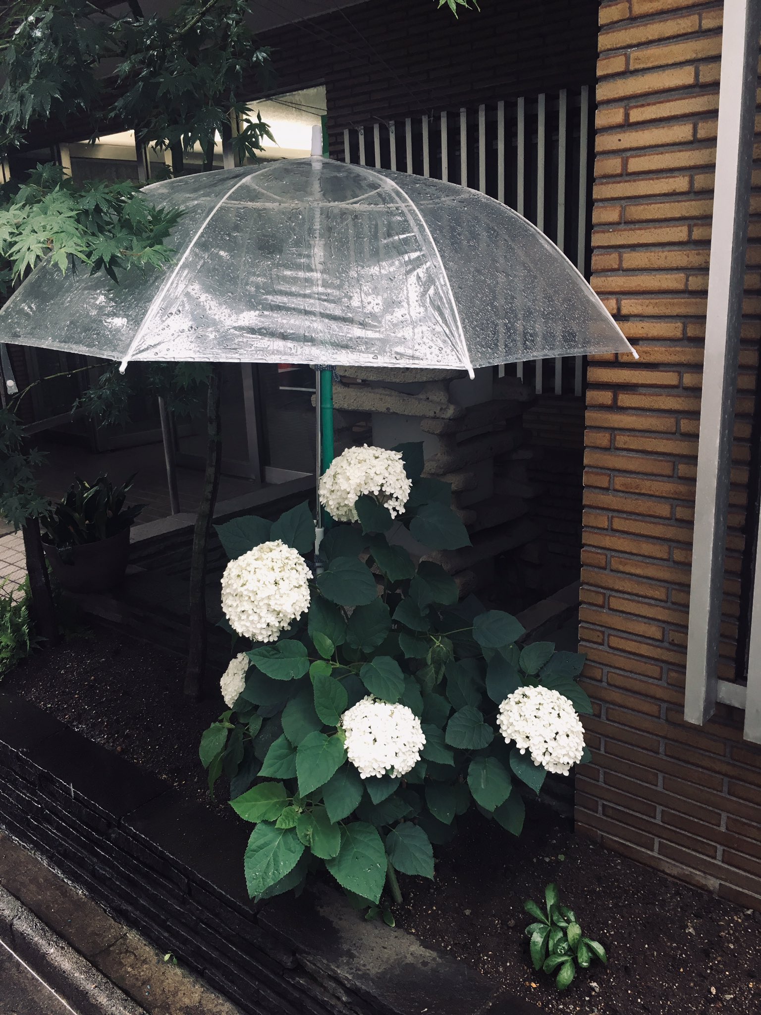 Starknight 下雨天 一栋楼门口 有人给一株紫阳花撑了把伞 很可爱但略微有些 多此一举https T Co Teph1oiulk Twitter