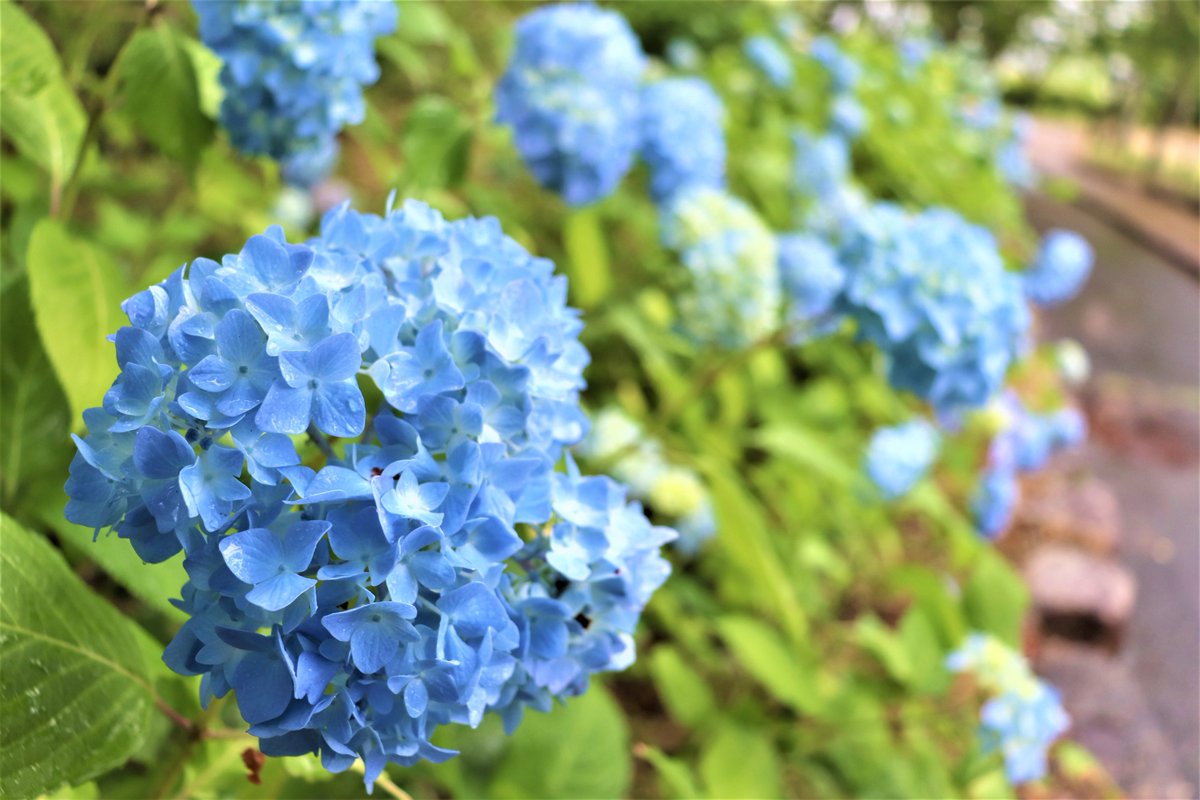 おかやまフォレストパーク ドイツの森 公式 今日はあいにくの雨でしたが 咲き始めのアジサイはたっぷり 水を貰って嬉しそう W クラフト体験のモザイクキャンドルも 淡いカラーを追加したのでアジサイみたいな キャンドルを作るのもいいかも 岡山