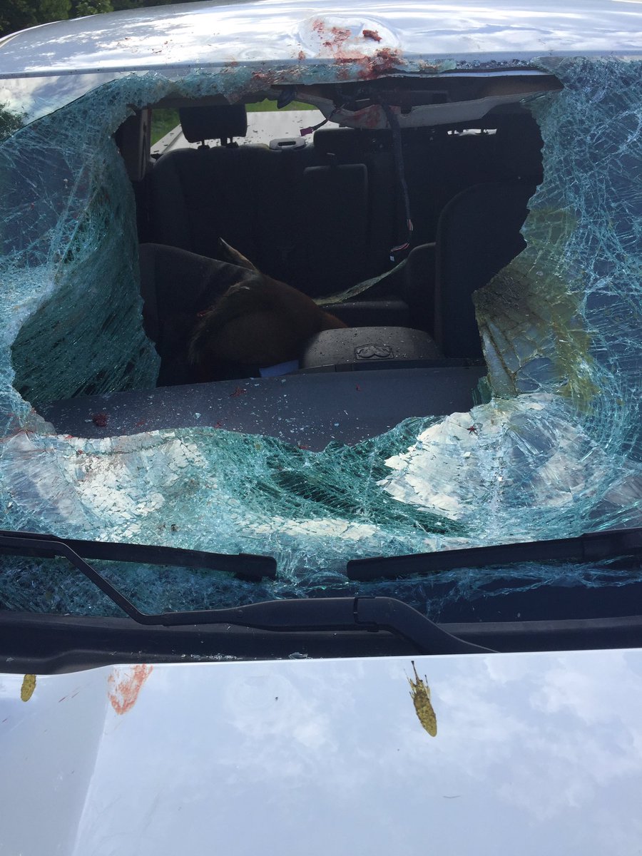 COSOWI's tweet photo. Although deer are most active from October to January, deer are still very active at dawn and dusk. Use caution while traveling. This crash happened on STH 16 when a vehicle struck a deer causing it to then impact the truck pictured. https://t.co/vT6mKUWFRj