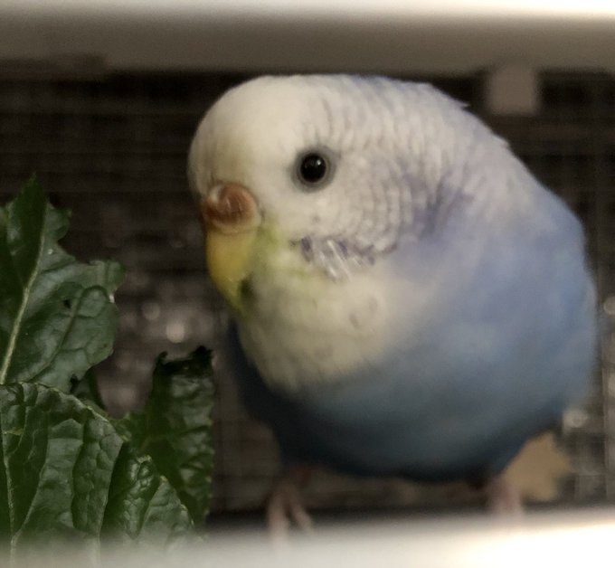 風 夜玖諸さん の最近のツイート 4 Whotwi グラフィカルtwitter分析 風 夜玖諸さん の最近のツイート 4 Whotwi グラフィカルtwitter分析