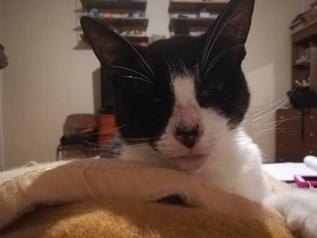 SnoopyRossental's tweet photo. Biomagnetismo con la mejor! @Lolito73 y la #Nerri 😻.
Me siento como nuevo! 😊 https://t.co/seMCRHgWKr