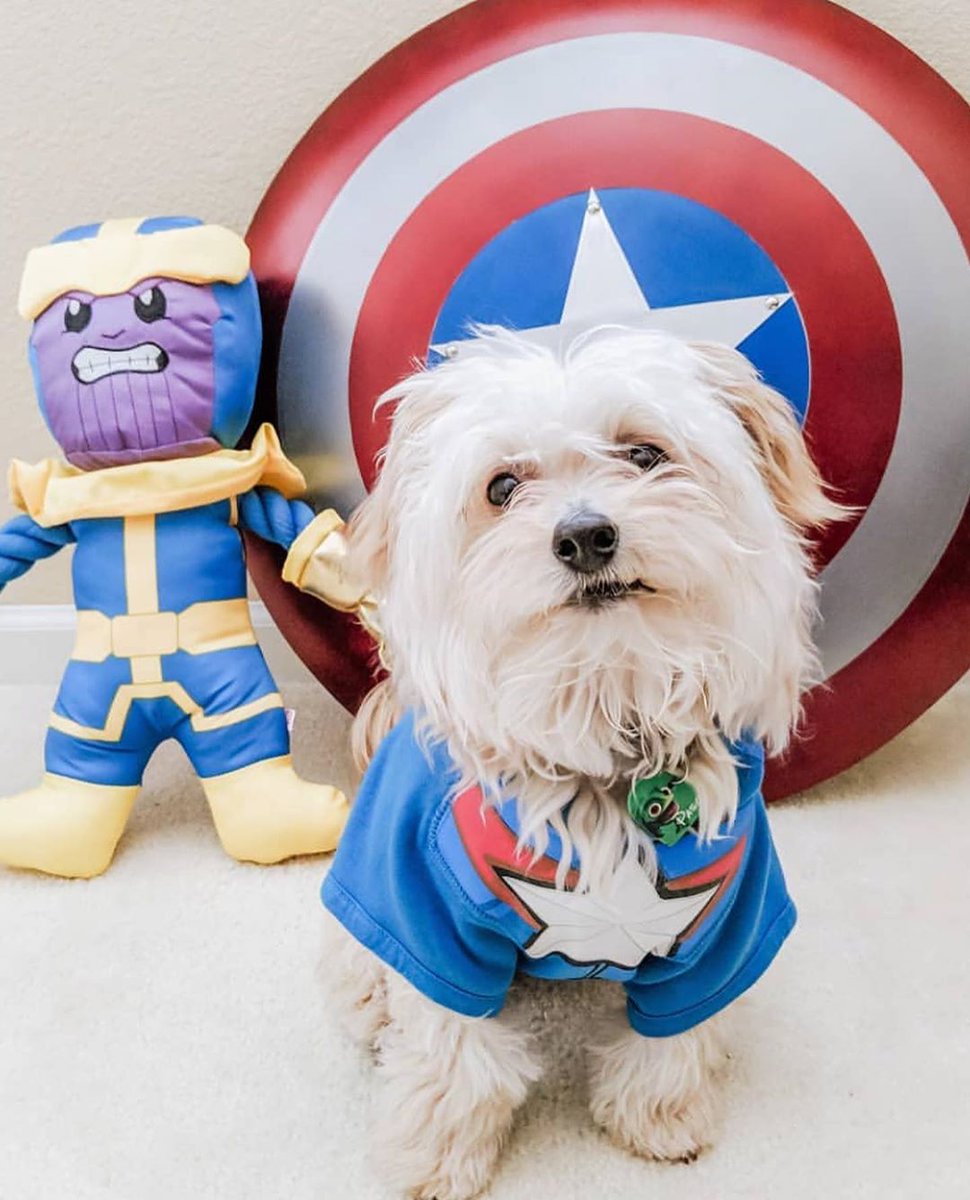 DogCareWorld's tweet photo. Captain Ameripup is coming for you! Choose Amazing Dog Costumes For Your Pet. Visit us=> https://t.co/xOXtCqEFLK https://t.co/0uWTDTsX0W