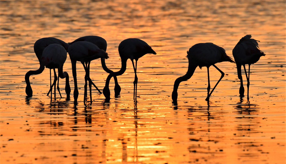Momentos mágicos en Doñana Veta la Palma el paraíso