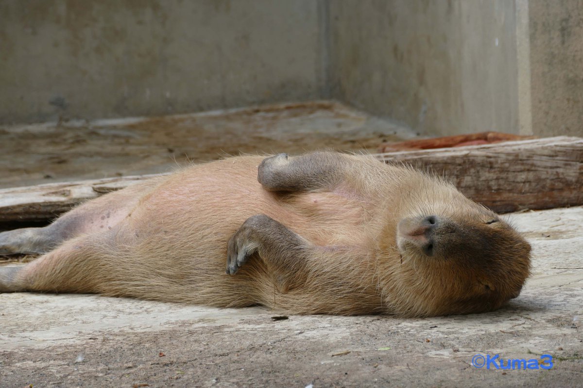 Kuma3 昼下がりは眠いんだよね 東武動物公園 カピバラ