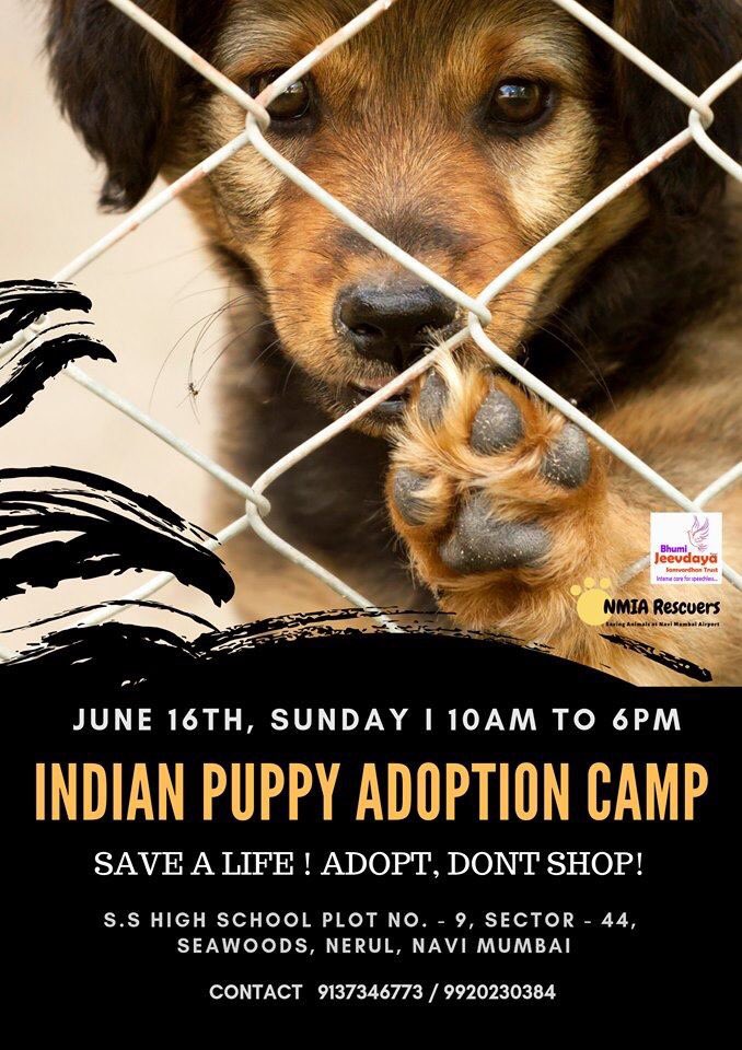 Charming puppies rescued from #NaviMumbaiInternationalAirport site up for #adoption on #16June - take one home, let’s give them the life they all deserve! #AdoptDontShop #Indies #dogsoftwitter - RT to spread the word please! #puppyadoption #adopt #bundleofjoy