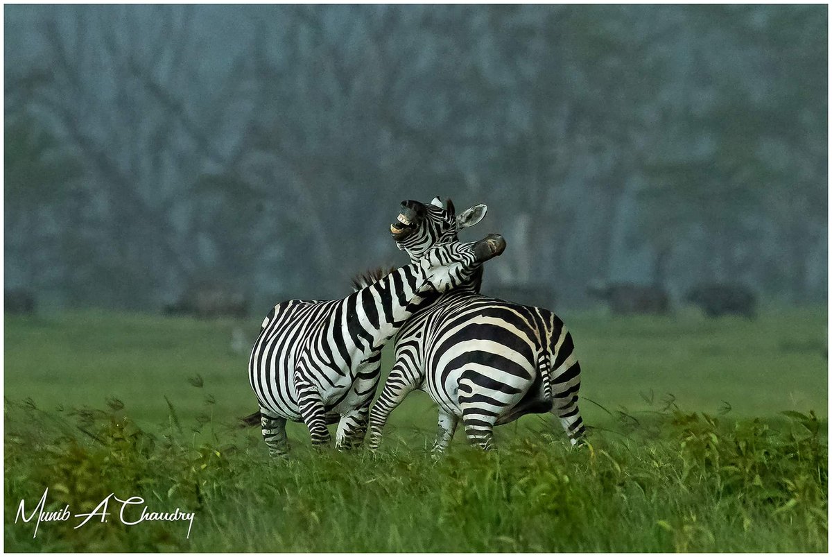 p2_square's tweet photo. #StripedWar captured by #Psquarian Munib A Chaudhary

#beautiful #travel #PSquare #photography #nature #sunset #sunrise #wildlife #wildlifephotography https://t.co/hoNdN3FEpY