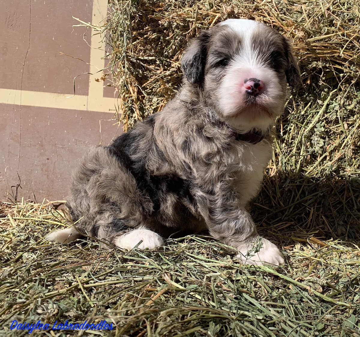 MrBlackReviews's tweet photo. @pusastudios #bluewrenchgroup 
He is 3 weeks old here... naming him whiskey!!! https://t.co/28yktPewMo