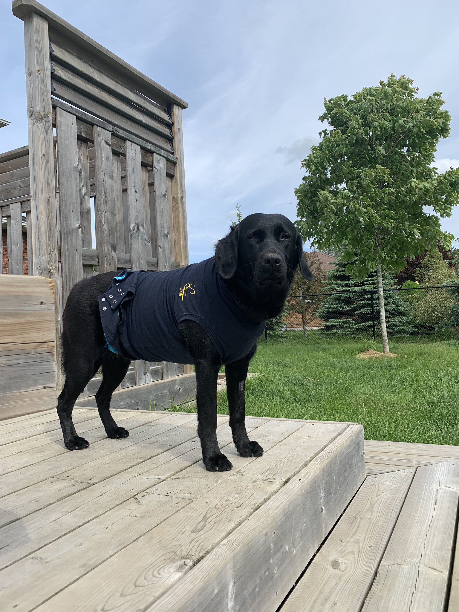 Why Is My Dog Whining So Much After Surgery