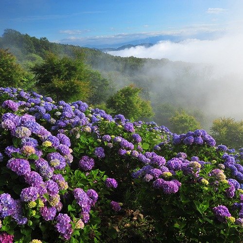 Uzivatel 旅館 長瀞 花のおもてなし 長生館 Na Twitteru もうすぐ 紫陽花 アジサイ の季節です 当館から車で分くらいのところにある紫陽花の名所 美の山公園のアジサイ園 の紫陽花も一部 色づき始めたようです 園地全体が色づくのは 来週以降で