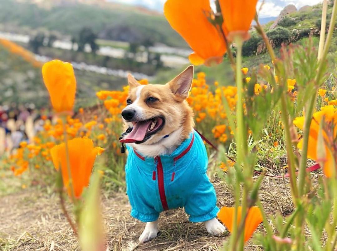 DogCareWorld's tweet photo. Amazing Holiday With My Dog!! https://t.co/7YcNHpCG6f