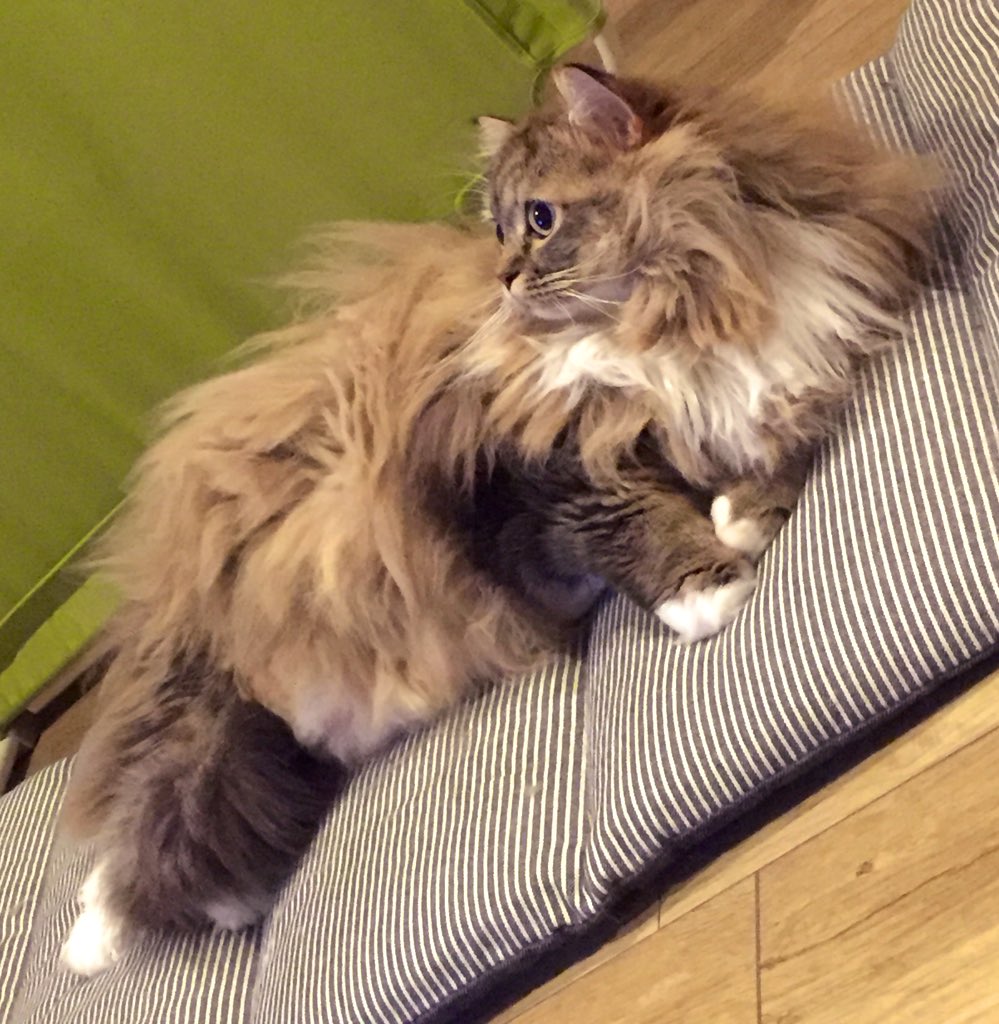 neginyan0717's tweet photo. ねぇ可愛過ぎない〜！？😫💕💕
ときときさせてくれないからボサってる笑

 #ラガマフィン 
 #猫のいる生活
 #猫好きさんと繋がりたい https://t.co/XtcVJS3DxJ