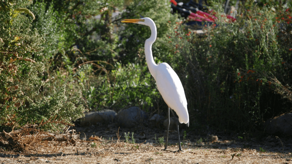 SacCropmobster's tweet photo. Bird Walk https://t.co/cfknKDtT6j https://t.co/UUfKyKWrTa
