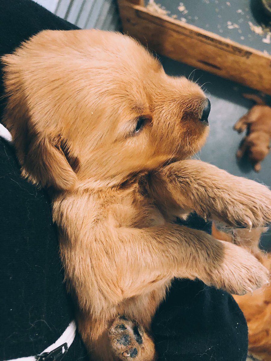 janineburns_'s tweet photo. so cute 😍😭 https://t.co/wZbDE7SZnU