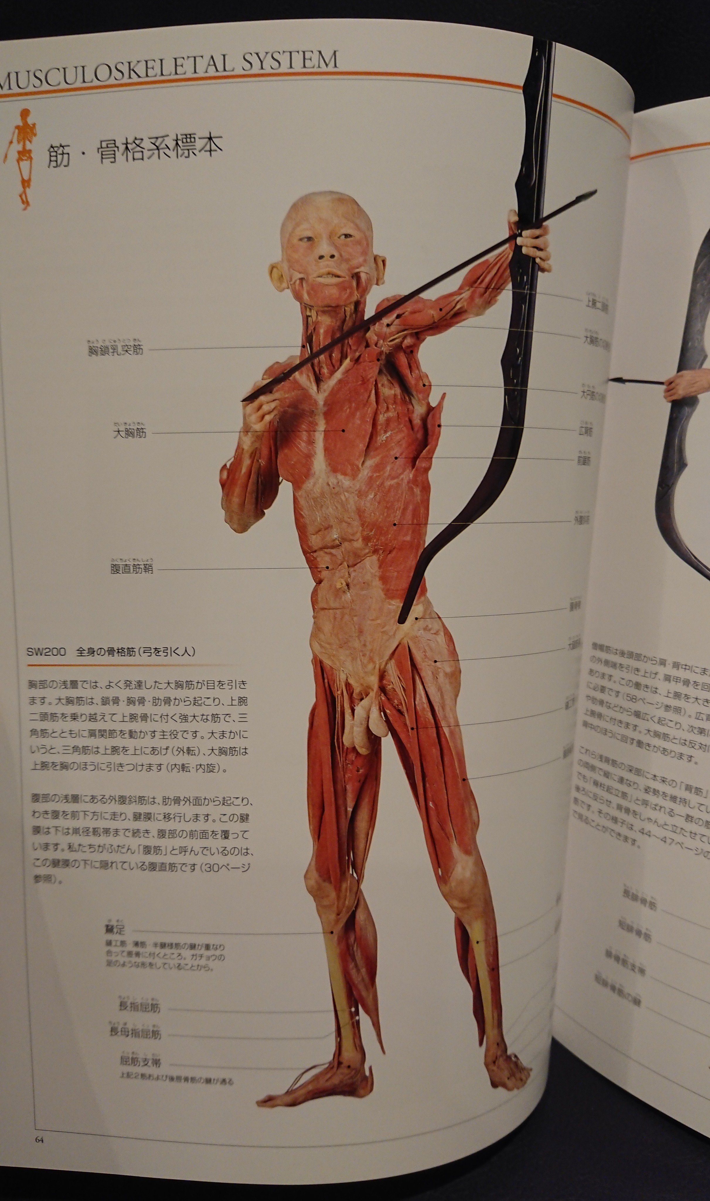 書肆ゲンシシャ 幻視者の集い 人体の不思議展 かつて日本でも人間の本物の死体に加工を施してスライスしたり 様々なポーズをとらせた展示 会が開催されていました 遺体はかけがえのない教師 として日本医学会会長らが言葉を寄せています 人体の