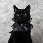 黒猫の首輪がかわいすぎる!フリルとリボンでまるで貴族!!