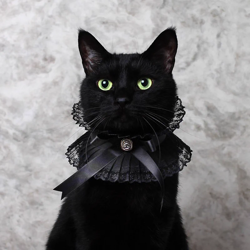 黒猫の首輪がかわいすぎるwwwフリルとリボンでまるで貴族！！！