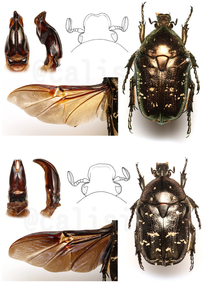 ピン セイダイ Nagashima Seidai 樹液にこいつらがやってくる季節がきた シロテンハナムグリ さん 上 と シラホシハナムグリさん 下 慣れないうちは後翅をひっぱり出すと確実に見分けられる シロテンは茶色で シラホシは黒っぽい T