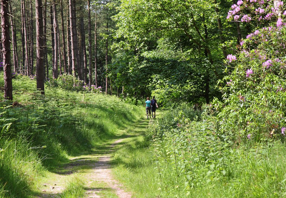 We're the countryside charity working to promote, enhance and protect the incredible English countryside. And we're hiring!

Take a look at our job opportunities to join the team 😄 >>> cpre.org.uk/jobs