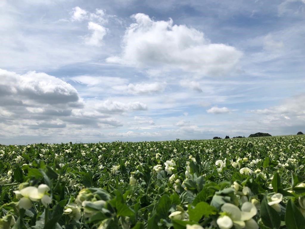 As we begin the pea harvest, the fields are looking very full! The peas will feed the nation until next summer with the majority of peas going from field to freezer in as little as 150 minutes! #PeaPower #Harvest