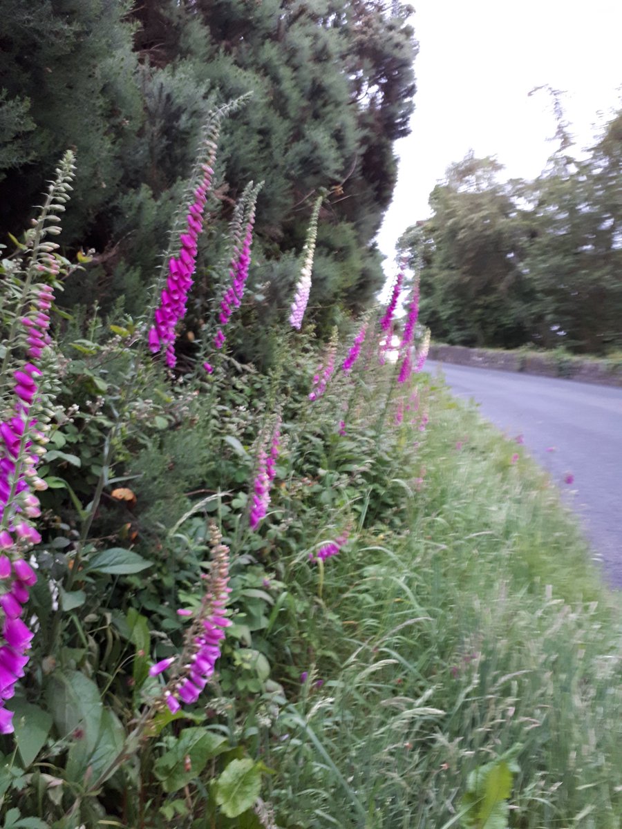 Lovely selection of Foxgloves on Esmonde Road <a href="/visitwexford/">Visit Wexford</a> <a href="/wexfordcoco/">Wexford County Council</a> <a href="/BioDataCentre/">Biodiversity Ireland</a> #enniscorthymatters #exercisethatmakesadifference <a href="/TidyTownsIre/">Supervalu TidyTowns Competition</a>