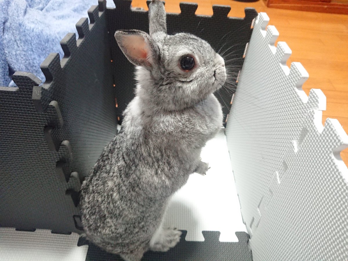 簡易的に遊び場を作ってあげました🙋