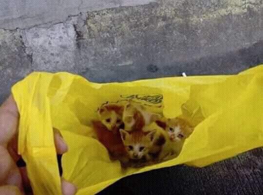 I really hate humans