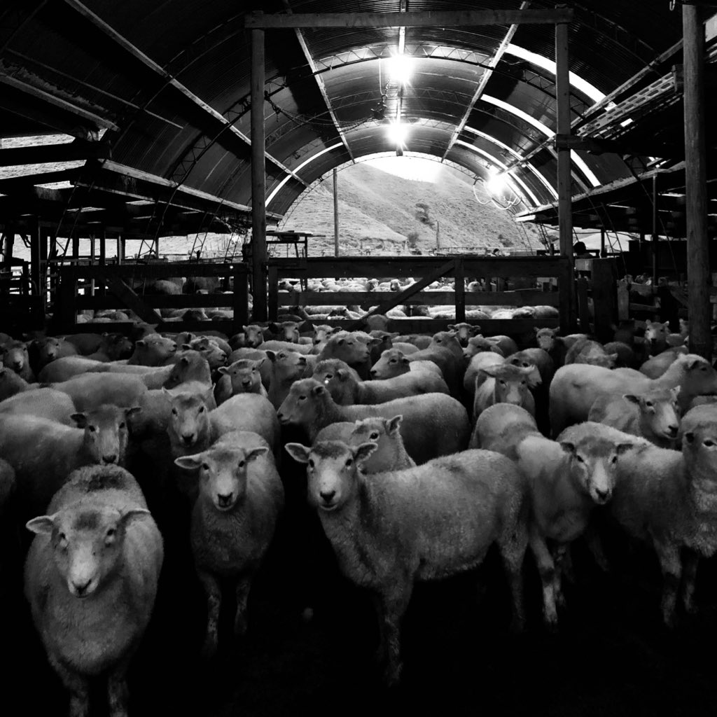 BeverleyVelma's tweet photo. The girls waiting to have their haircut for the year - always a little bit curious!
#nzwool #nzmade #nzbusiness #colour #campaignforwool #woolsofnewzealand #NZwoolstory #madeinnz #choosewool #checkitswool #NZstoryteller #woolacademy #renewable https://t.co/QozzMsUV7I
