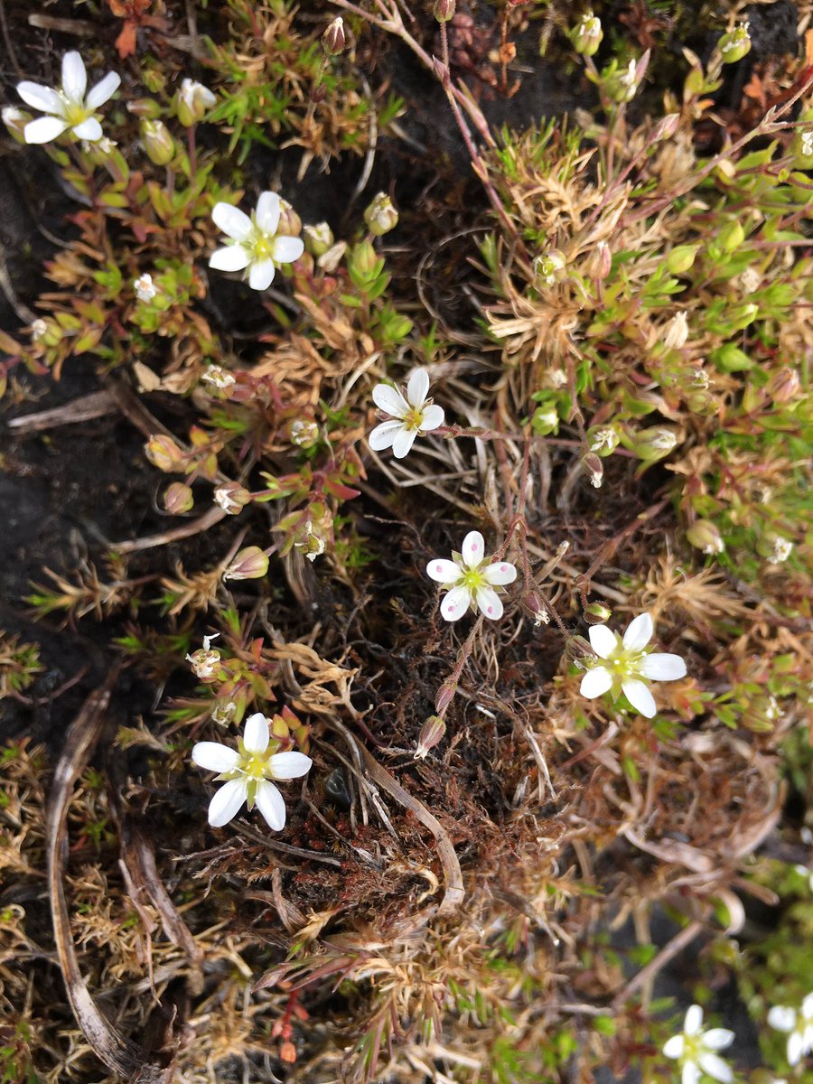 Lots of Yorkshire Sandwort Arenaria norvegica subsp. anglica on <a href="/IngleboroughNNR/">Ingleborough NNR</a> yesterday. More than I’ve ever seen due to high water levels in flushes (some plants underwater). Last pic gives nice comparison with Spring Sandwort Minuartia verna (purple anthers) <a href="/BSBIbotany/">BSBI: Botanical Society of Britain & Ireland</a>