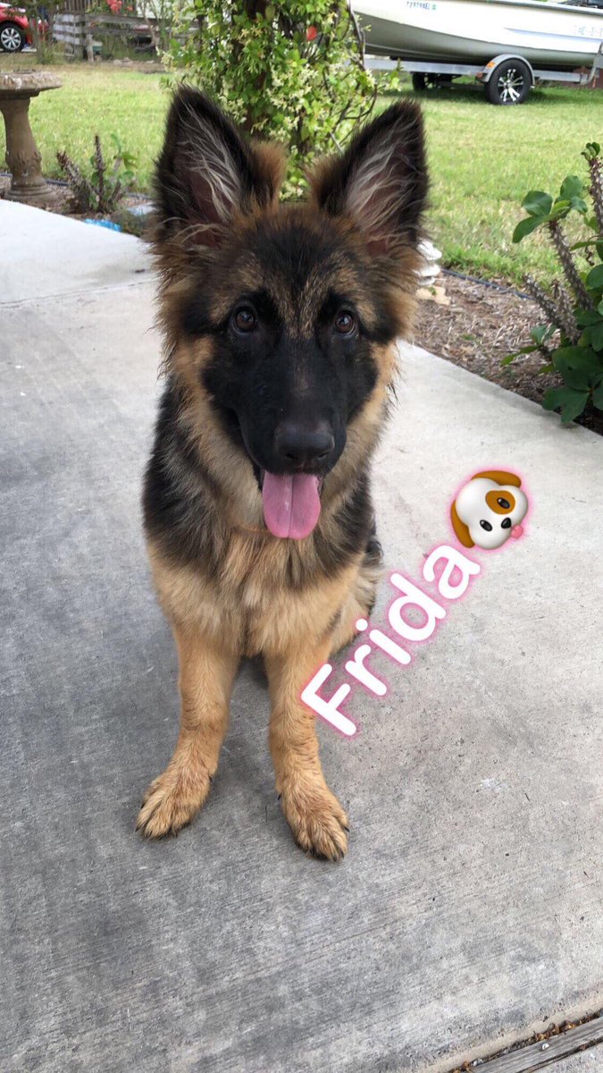 ¿Porqué aún me entristece haberla perdido? ¿Que piensan? ¿Los perros van al cielo? 😢 ¿porqué extraño tanto a mi Frida?