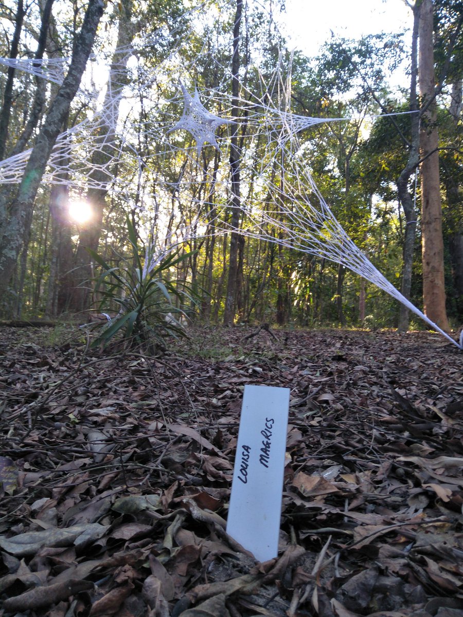 louisamagrics's tweet image. #installation day! #Hyperweb is hanging in the Hunter Valley Botanic Gardens for 'Reponse', a site-specific showcase by Fine #Art staff and #HDR students @Uni_Newcastle. 

Join us for the opening Sat 22nd June 🌱
