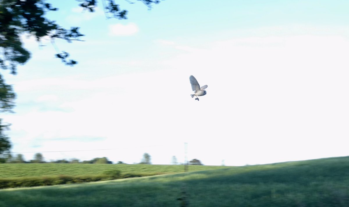 PaulHeather9's tweet photo. Barn Owl in Cockfield. @suffolkbirds1 @suffolkwildlife https://t.co/PiP69iR4iF