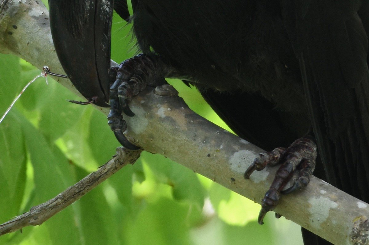 noahsun_bird's tweet photo. 糸がついた釣り針が嘴を貫通し、木からぶら下がって動けなくなっているカラスがいました。木の剪定用の鋏を父に買ってきてもらい、どうにか糸を切りましたが、飛んで木の上へ行ってしまい、保護はできませんでした。衰弱しきっていて恐らく助かりません。釣り糸を放置・放棄するの、本当にやめて…。 https://t.co/R51E1l9gkV