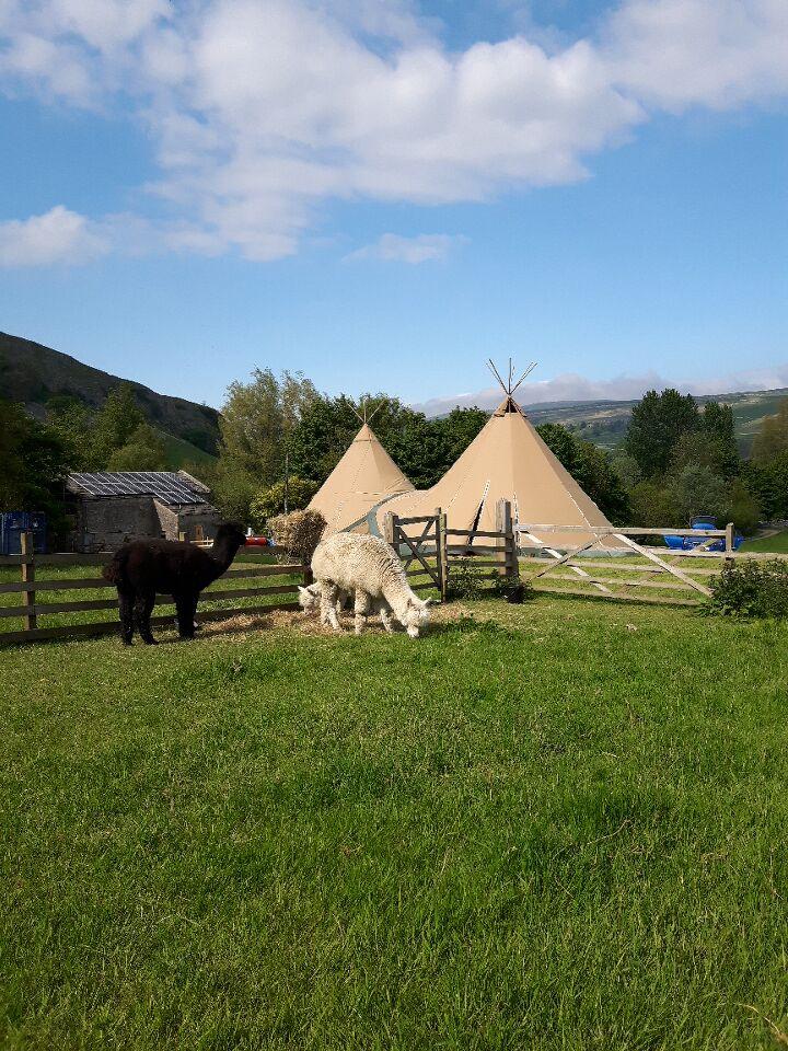 Kilnsey Estate Weddings (@kilnseyweddings) on Twitter photo #FestivalWedding #RusticWedding #BacktoNatureWedding we can offer it all… want to ride a #Pony, have an #Alpaca ring bearer or a #Tepee under the stars? Get in touch to find out more. <a href="/Yorkshireyurts/">Yorkshire Yurts</a> <a href="/PapaKata/">PapaKåta</a> <a href="/festivalbrides/">Festivalbrides</a> #FestivalWedding #RusticWedding #BacktoNatureWedding we can offer it all… want to ride a #Pony, have an #Alpaca ring bearer or a #Tepee under the stars? Get in touch to find out more. <a href="/Yorkshireyurts/">Yorkshire Yurts</a> <a href="/PapaKata/">PapaKåta</a> <a href="/festivalbrides/">Festivalbrides</a>